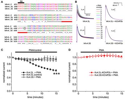 β Subunits Control the Effects of Human Kv4.3 Potassium Channel Phosphorylation